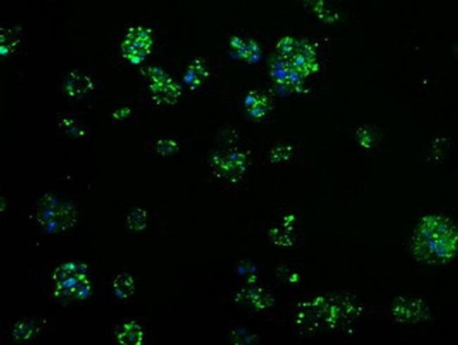 TPMT Antibody in Immunocytochemistry (ICC/IF)