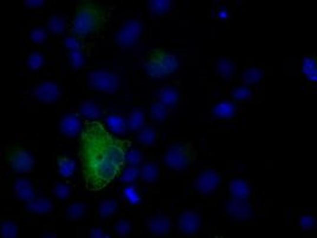 NPR3 Antibody in Immunocytochemistry (ICC/IF)