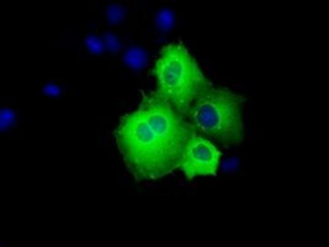 SHC Antibody in Immunocytochemistry (ICC/IF)