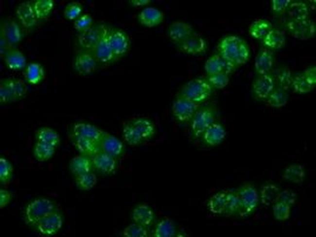 NPR3 Antibody in Immunocytochemistry (ICC/IF)