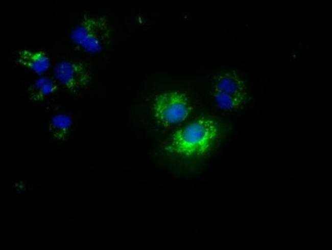 NME4 Antibody in Immunocytochemistry (ICC/IF)