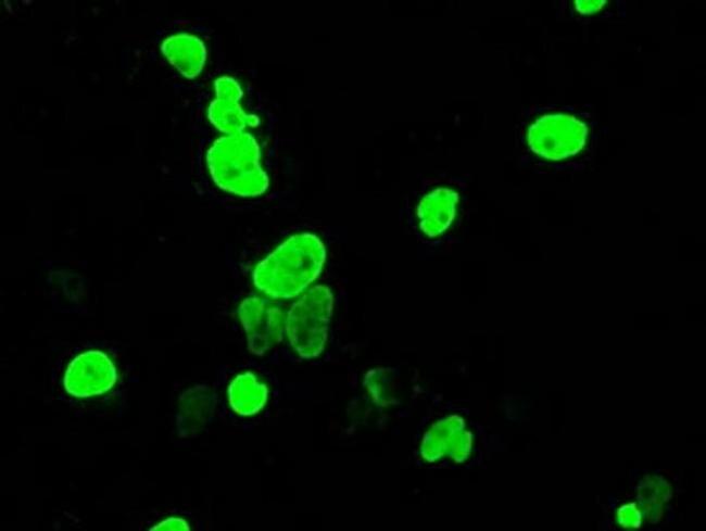 DNTTIP1 Antibody in Immunocytochemistry (ICC/IF)