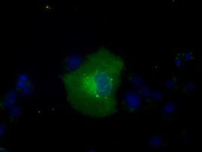 GPI Antibody in Immunocytochemistry (ICC/IF)