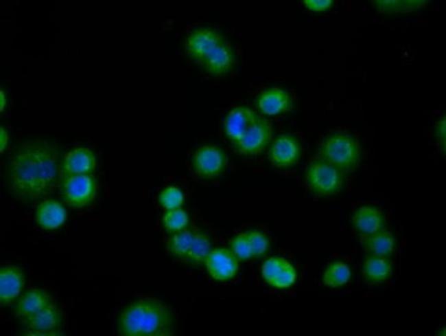 PDE4A Antibody in Immunocytochemistry (ICC/IF)