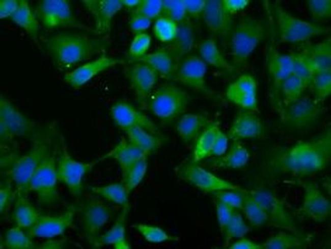 NXNL2 Antibody in Immunocytochemistry (ICC/IF)