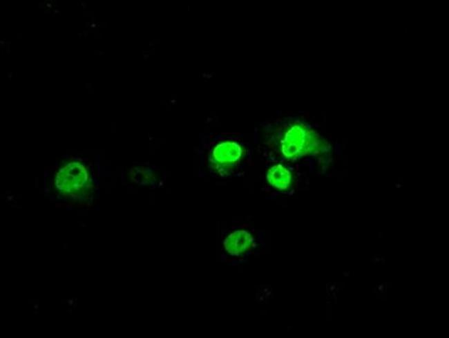 BMAL1 Antibody in Immunocytochemistry (ICC/IF)