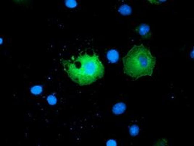 PAICS Antibody in Immunocytochemistry (ICC/IF)