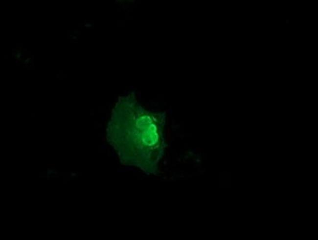 NSE2 Antibody in Immunocytochemistry (ICC/IF)