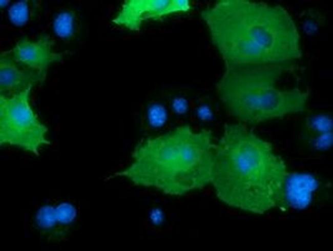 DNAJA2 Antibody in Immunocytochemistry (ICC/IF)