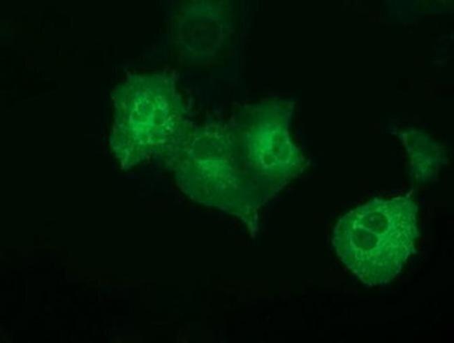 PECR Antibody in Immunocytochemistry (ICC/IF)