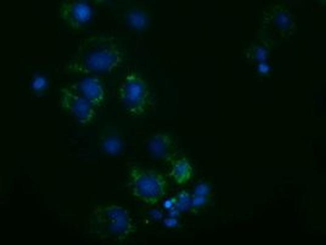 Adenylate Kinase 3 Antibody in Immunocytochemistry (ICC/IF)