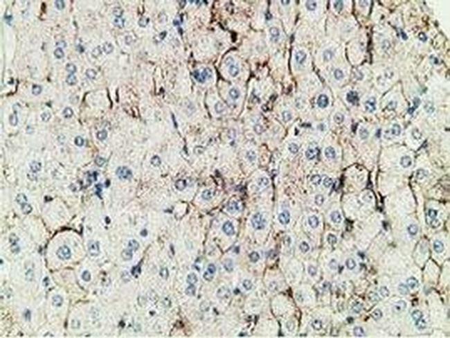 PBLD Antibody in Immunohistochemistry (Paraffin) (IHC (P))