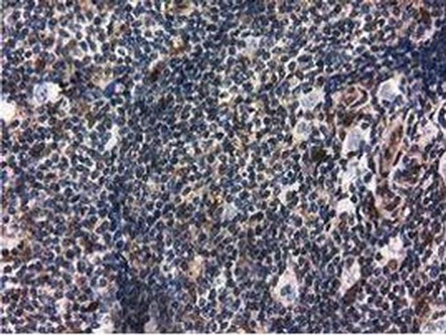 RNH1 Antibody in Immunohistochemistry (Paraffin) (IHC (P))