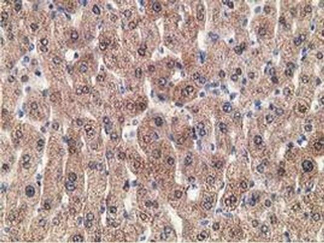 GRHPR Antibody in Immunohistochemistry (Paraffin) (IHC (P))