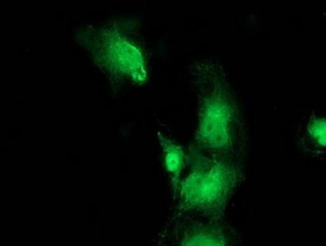 Bestrophin 3 Antibody in Immunocytochemistry (ICC/IF)