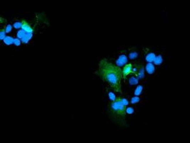 RNH1 Antibody in Immunocytochemistry (ICC/IF)