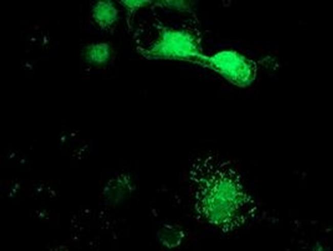 SPR Antibody in Immunocytochemistry (ICC/IF)