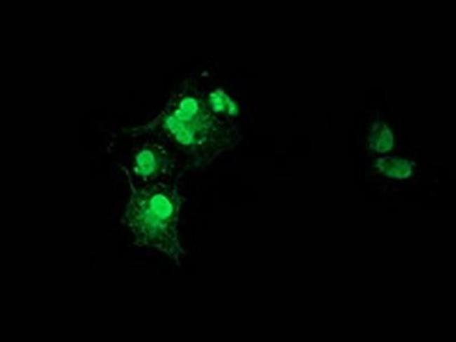 XLF Antibody in Immunocytochemistry (ICC/IF)