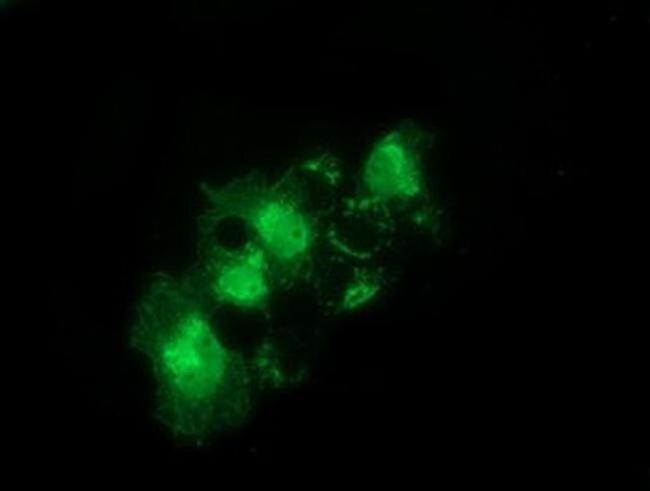 Syntrophin alpha-1 Antibody in Immunocytochemistry (ICC/IF)