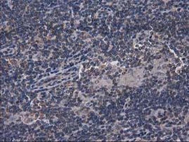 Gephyrin Antibody in Immunohistochemistry (Paraffin) (IHC (P))