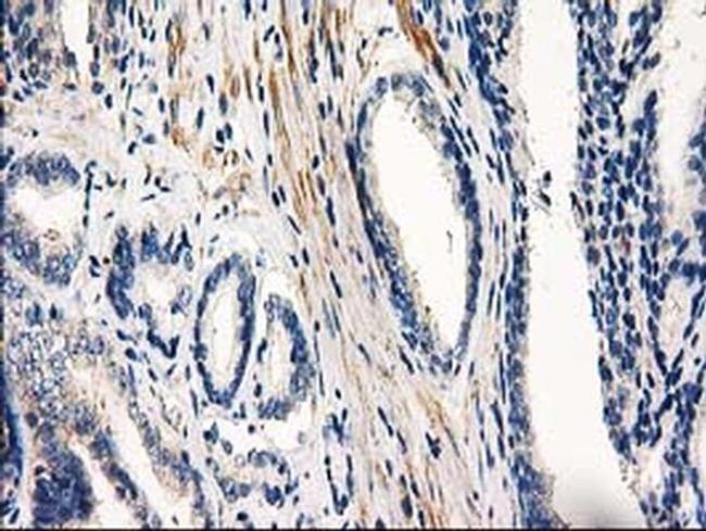 PDE2A Antibody in Immunohistochemistry (Paraffin) (IHC (P))