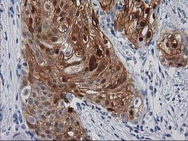 SERPINB4 Antibody in Immunohistochemistry (Paraffin) (IHC (P))