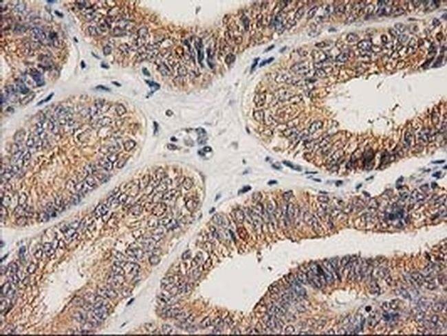 CHCHD5 Antibody in Immunohistochemistry (Paraffin) (IHC (P))