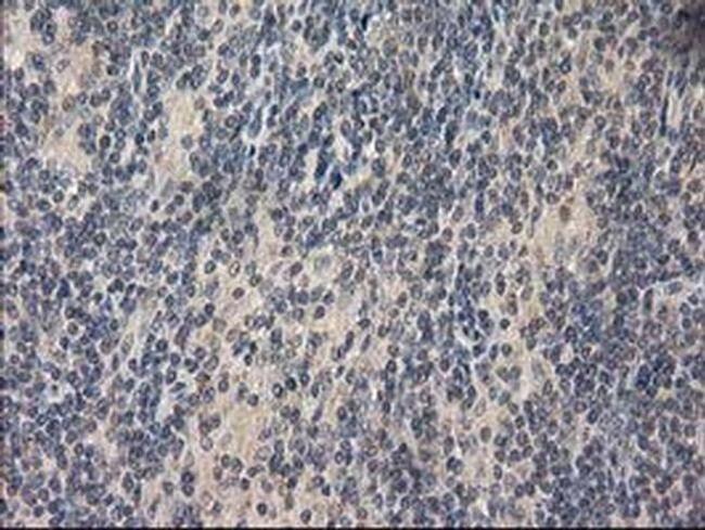 eIF4E2 Antibody in Immunohistochemistry (Paraffin) (IHC (P))