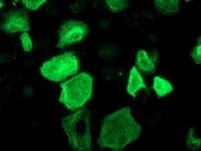 RASSF1 Antibody in Immunocytochemistry (ICC/IF)