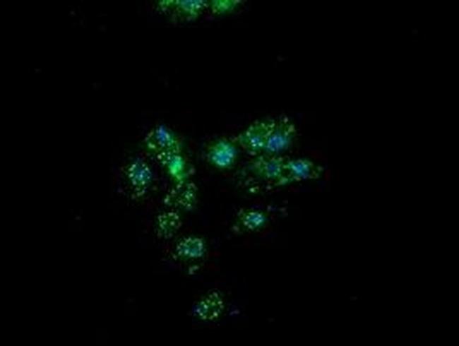 PON1 Antibody in Immunocytochemistry (ICC/IF)