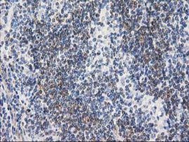 RTN4IP1 Antibody in Immunohistochemistry (Paraffin) (IHC (P))