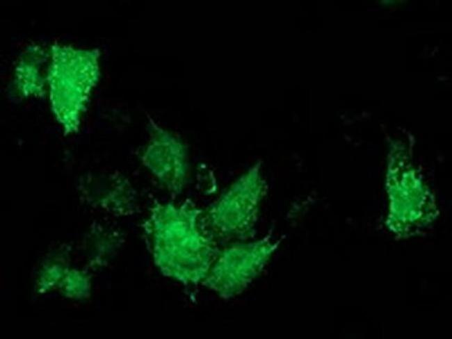 ARFGAP1 Antibody in Immunocytochemistry (ICC/IF)