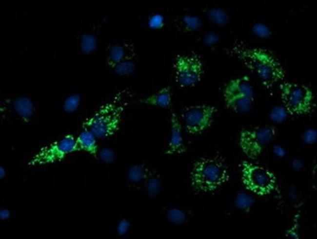 NDUFA7 Antibody in Immunocytochemistry (ICC/IF)