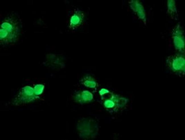 MAGEB18 Antibody in Immunocytochemistry (ICC/IF)