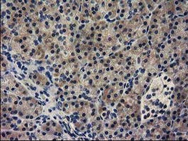 GUK1 Antibody in Immunohistochemistry (Paraffin) (IHC (P))