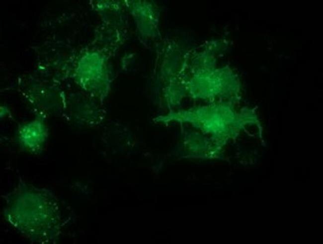 PDLIM2 Antibody in Immunocytochemistry (ICC/IF)