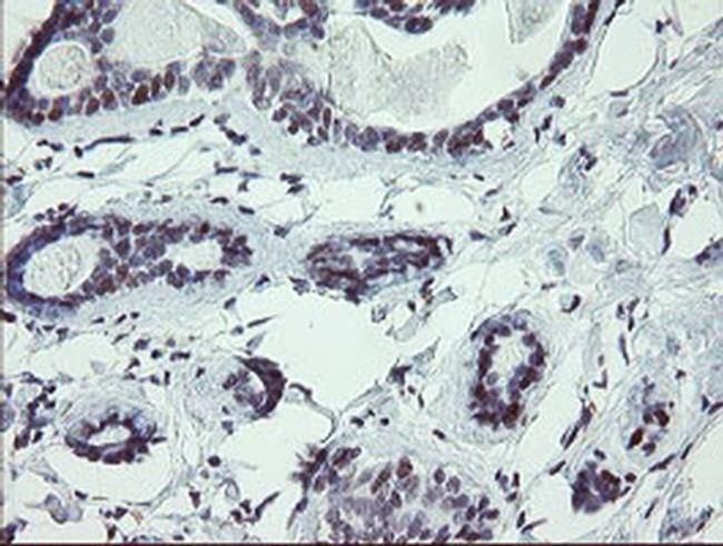 UBOX5 Antibody in Immunohistochemistry (Paraffin) (IHC (P))