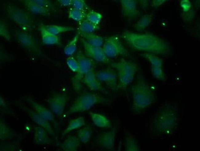 PLEKHA3 Antibody in Immunocytochemistry (ICC/IF)