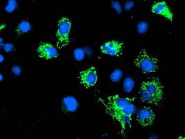 Adenylate Kinase 4 Antibody in Immunocytochemistry (ICC/IF)