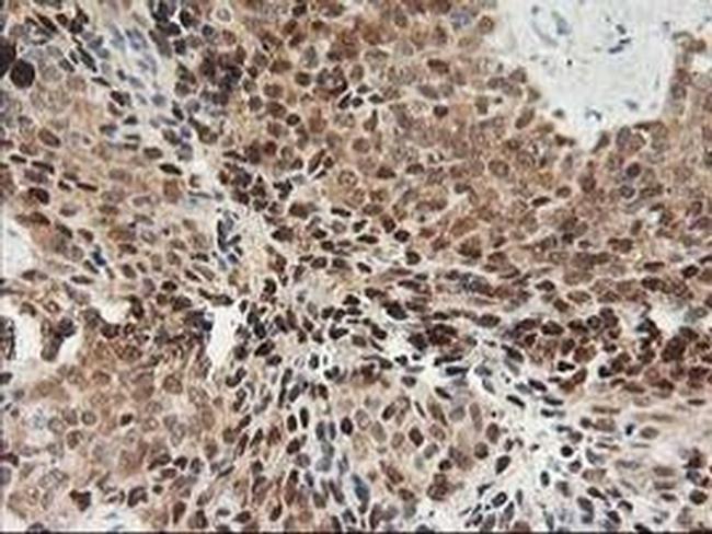 PDXK Antibody in Immunohistochemistry (Paraffin) (IHC (P))