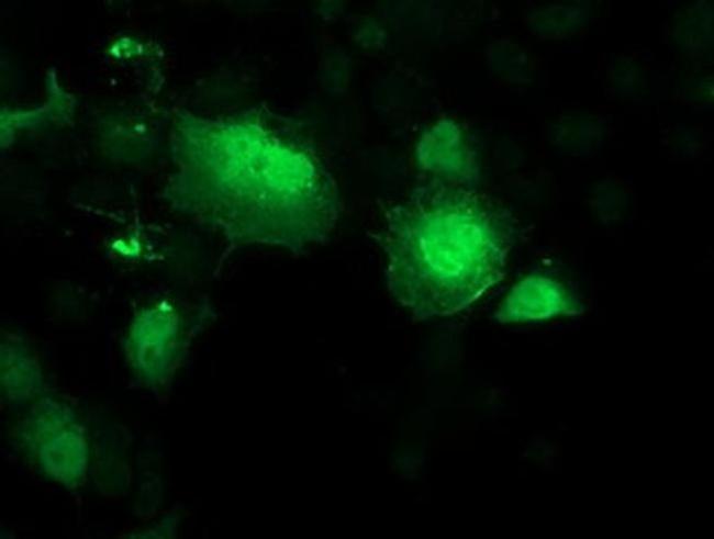 SMS Antibody in Immunocytochemistry (ICC/IF)