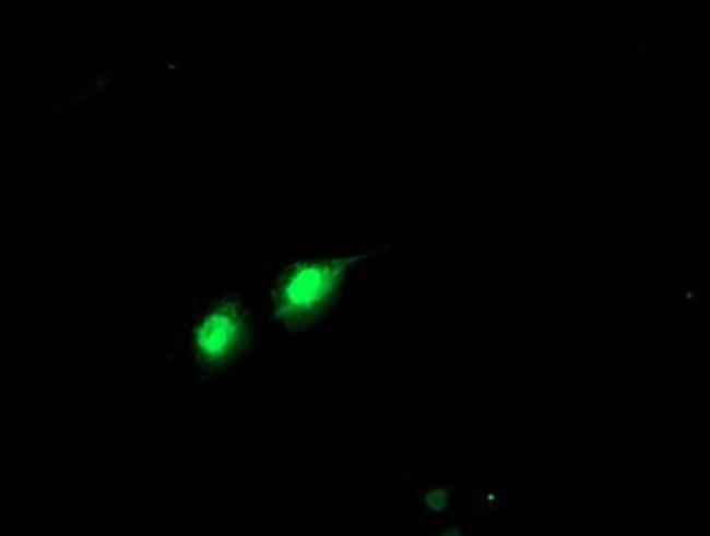 PHF21B Antibody in Immunocytochemistry (ICC/IF)