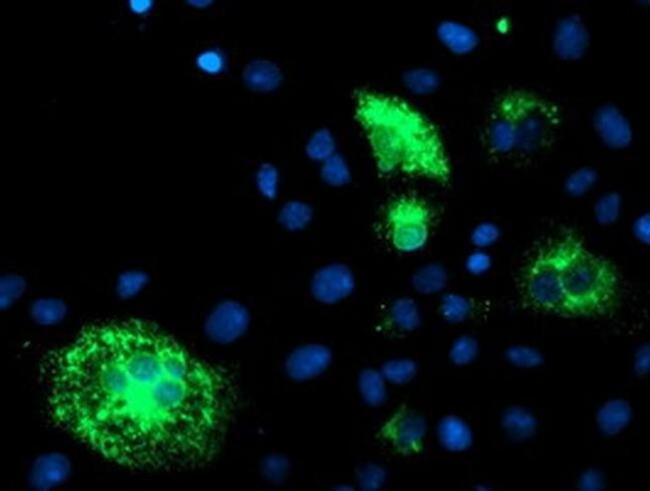 DHFRL1 Antibody in Immunocytochemistry (ICC/IF)