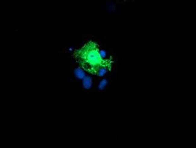 MCAK Antibody in Immunocytochemistry (ICC/IF)