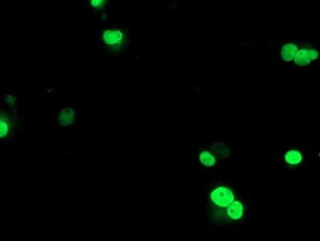 UBOX5 Antibody in Immunocytochemistry (ICC/IF)