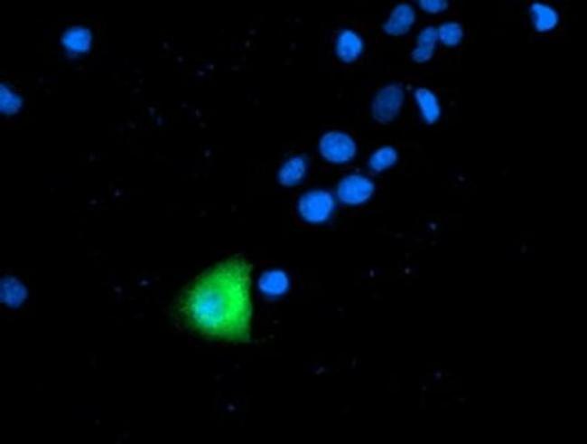 ANAPC2 Antibody in Immunocytochemistry (ICC/IF)