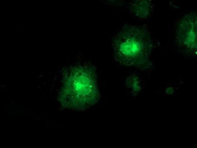 FDFT1 Antibody in Immunocytochemistry (ICC/IF)