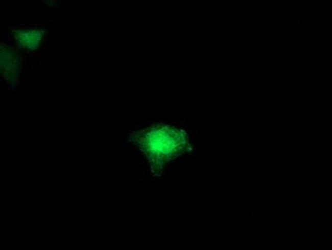 FDFT1 Antibody in Immunocytochemistry (ICC/IF)