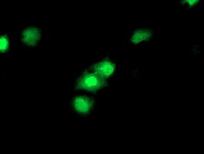 CDKN3 Antibody in Immunocytochemistry (ICC/IF)