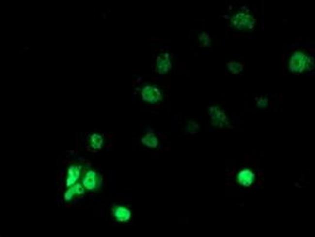 RbAp46 Antibody in Immunocytochemistry (ICC/IF)